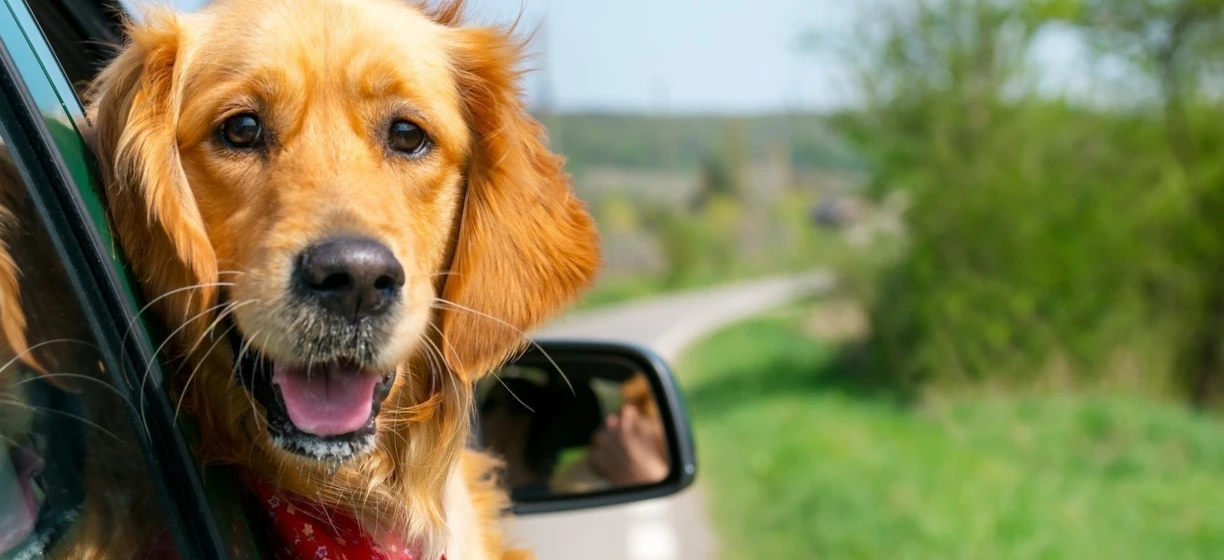 A golden retriever dog with a fluffy fur sticking its tongue out while by a car door. Known for being loyal working animals.