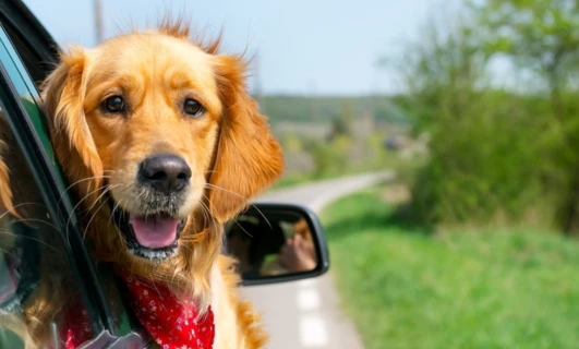 A golden retriever dog with a fluffy fur sticking its tongue out while by a car door. Known for being loyal working animals.